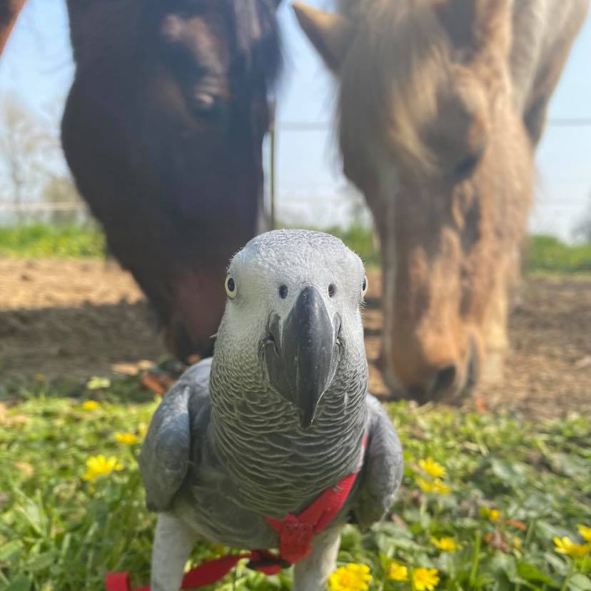 Gus devant deux chevaux