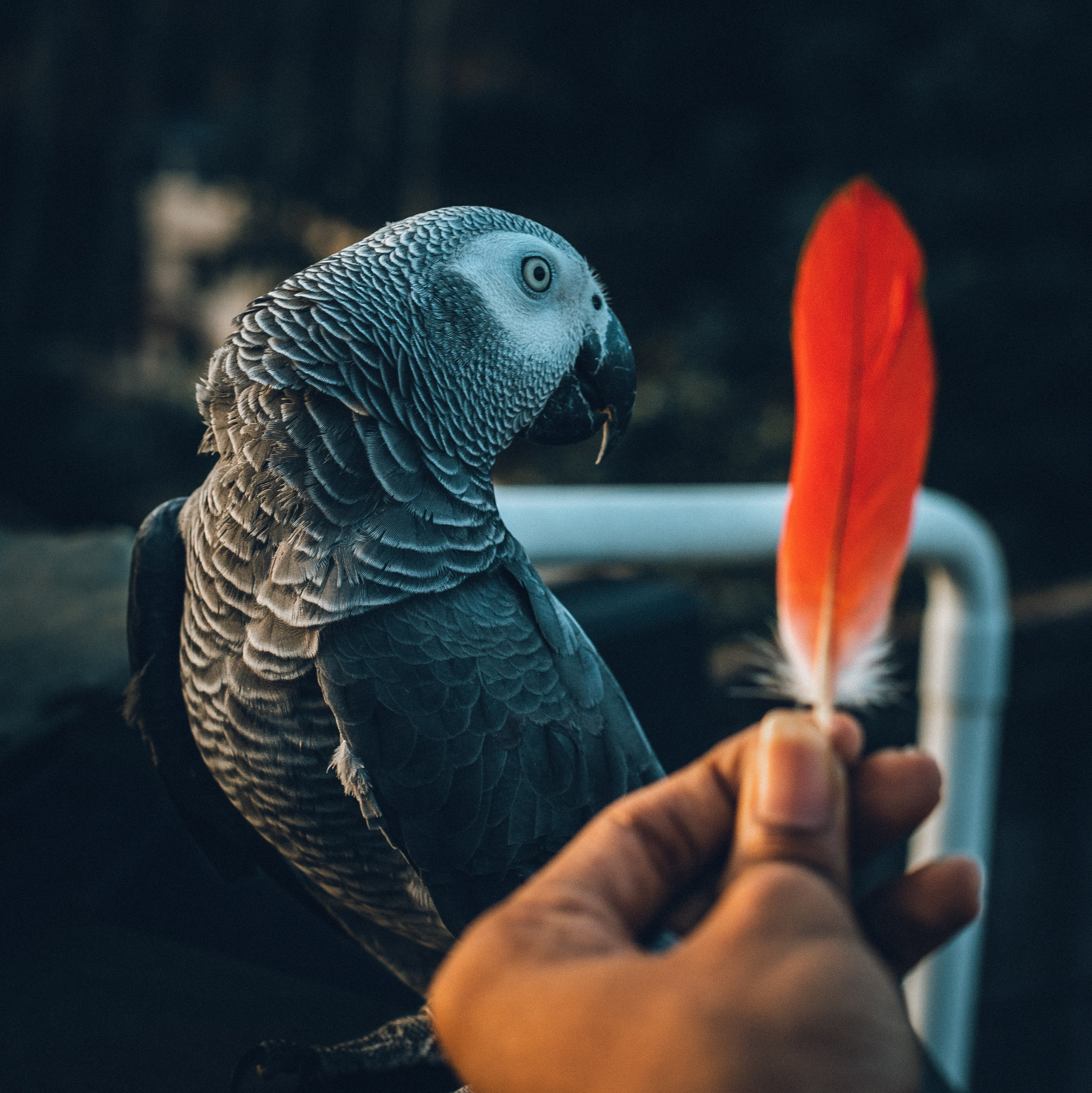 Image perroquet avec plume rouge